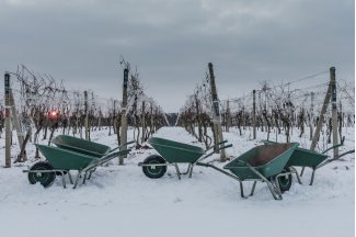 vino